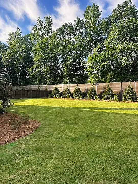Backyard lawn with new privet hedge row